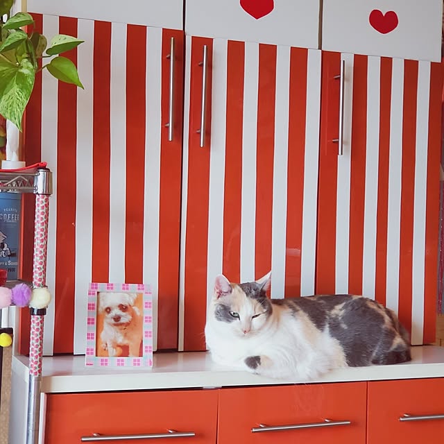 kumutanさんの実例写真