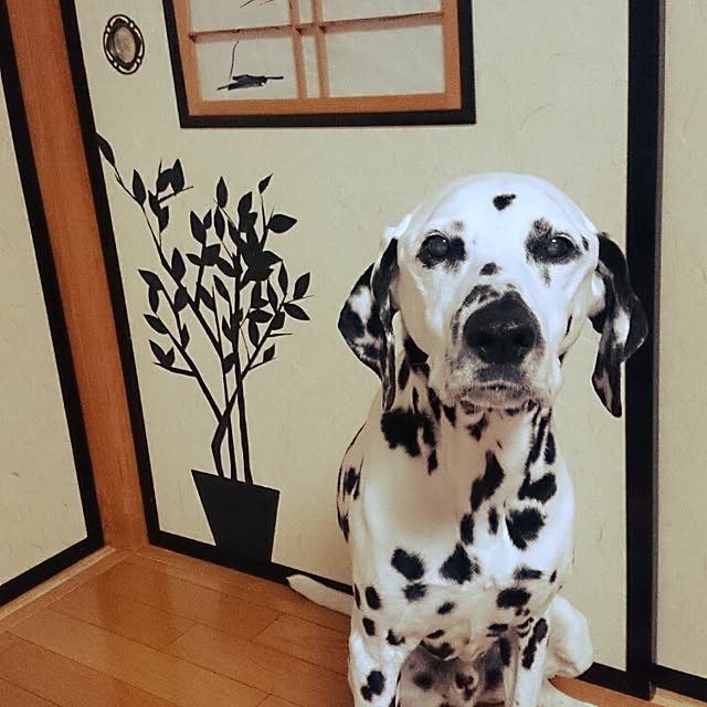 melcoさんの実例写真