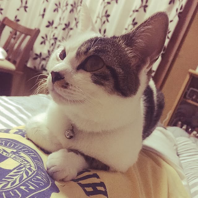 yocchiさんの実例写真