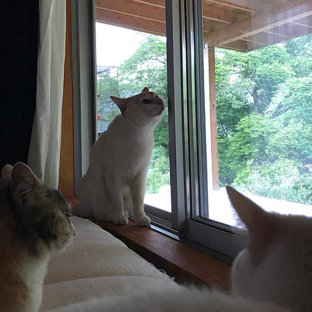 sakurasakuさんの実例写真