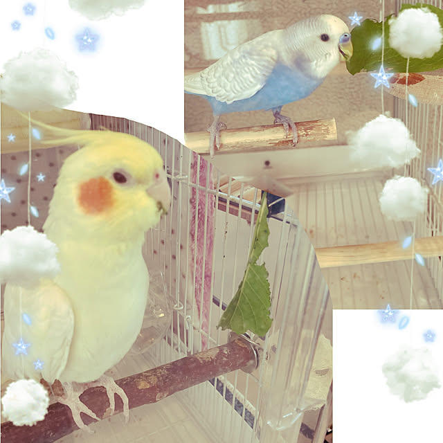 chicomaruさんの実例写真