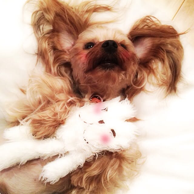 popiさんの実例写真