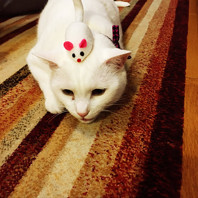 tekokaasanさんの実例写真