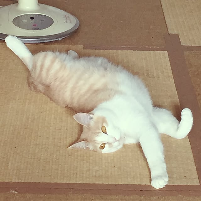 naworinさんの実例写真
