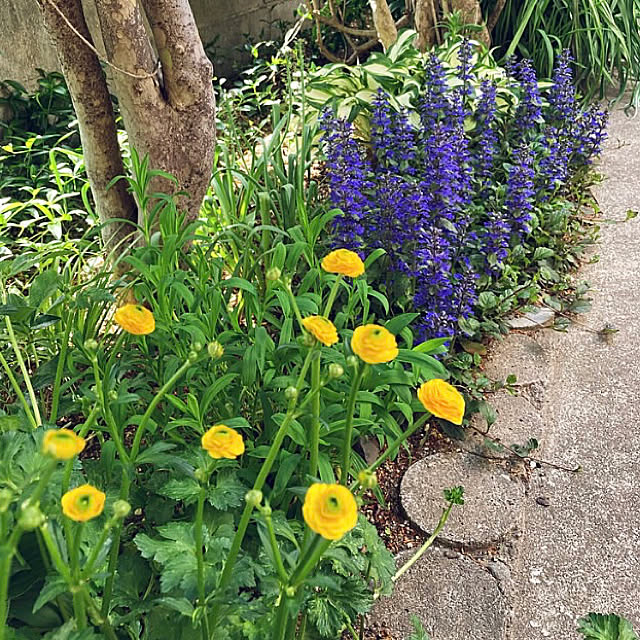 CoCo0617さんの実例写真
