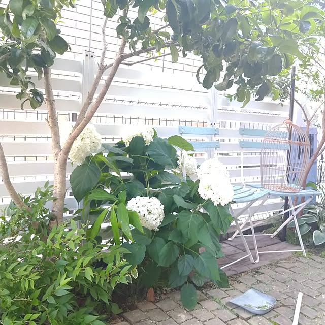 kana_ciiさんの実例写真