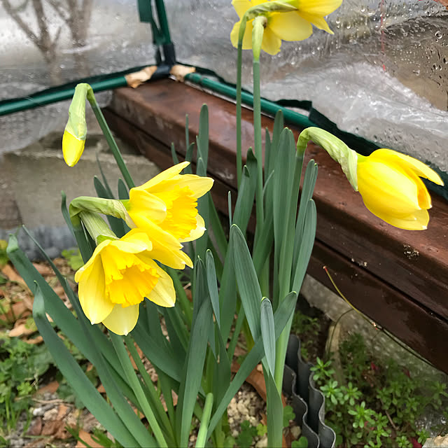 sakura1116さんの実例写真