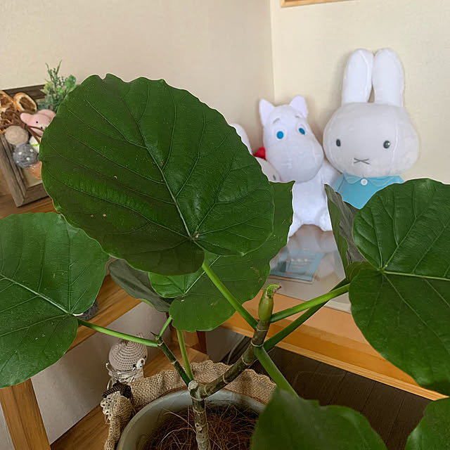 JUNさんの実例写真