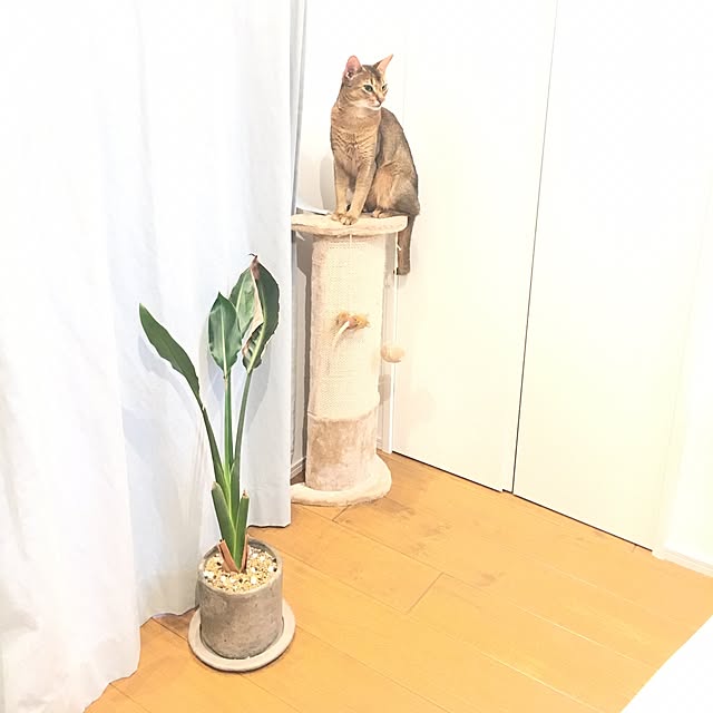 sakineko528さんの実例写真