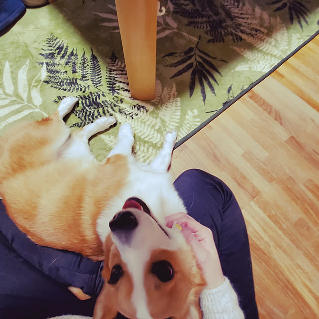 akimameさんの実例写真