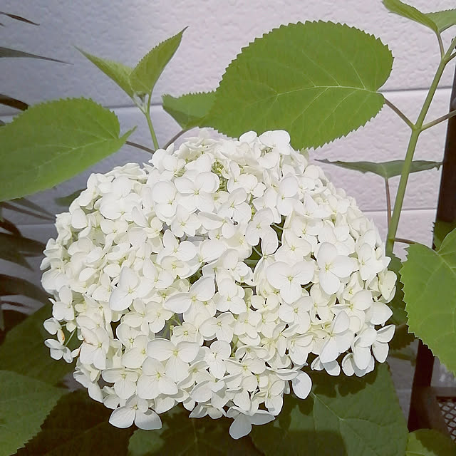 VERANDARJUNさんの実例写真
