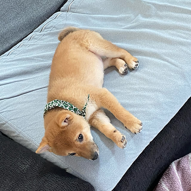 miyuさんの実例写真