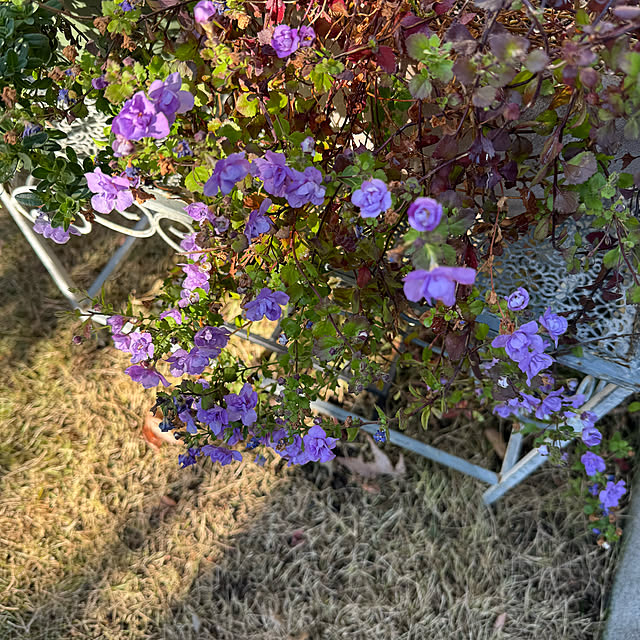 mamizaさんの部屋