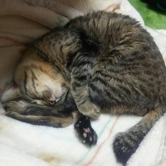 実例写真