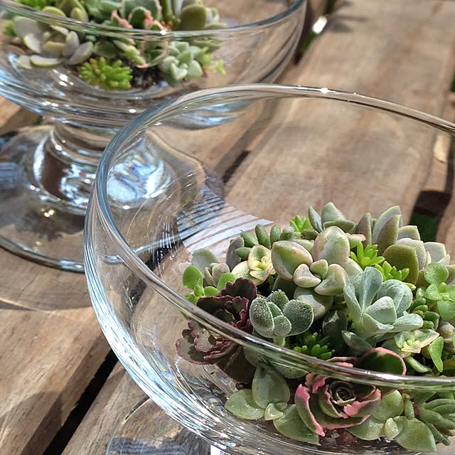 机/多肉植物のインテリア実例 - 2015-09-25 12:03:53