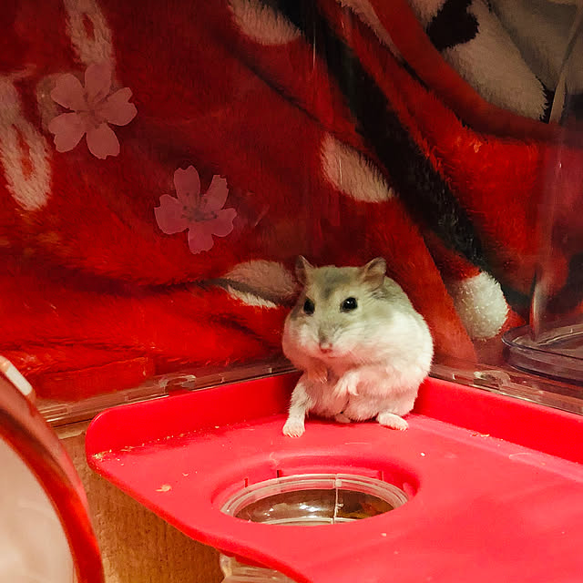 Hanaさんの実例写真