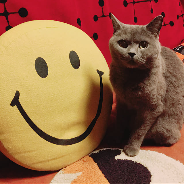 ikettenさんの実例写真