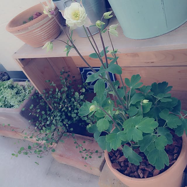 cozueさんの実例写真