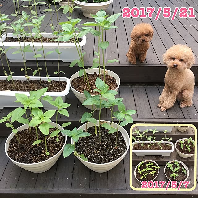 noririnさんの実例写真