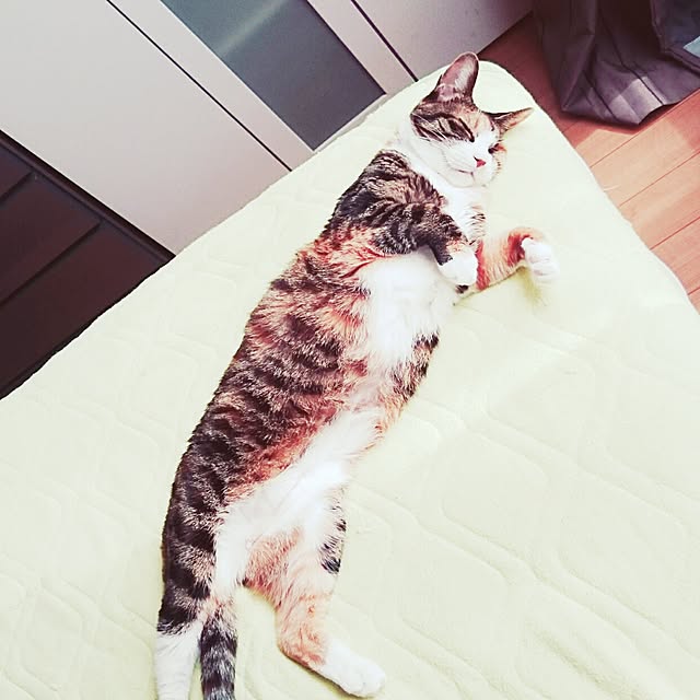 mofukoさんの実例写真