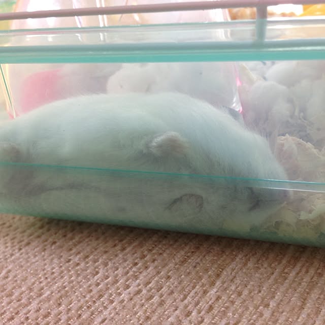 jnjnforesterさんの実例写真