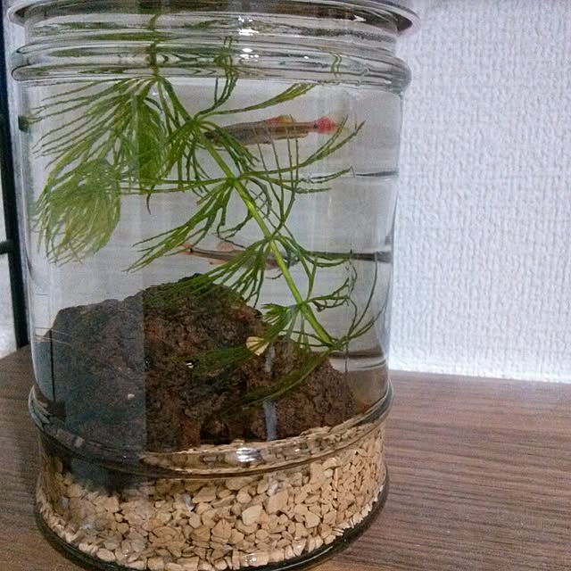 takanakoさんの実例写真