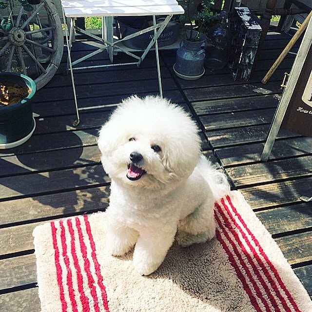 happy_bridgeさんの実例写真