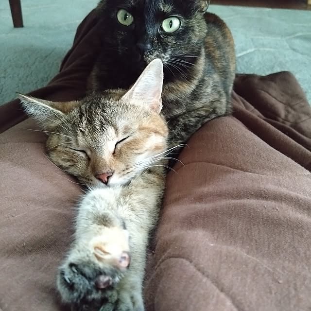 mamekoさんの実例写真