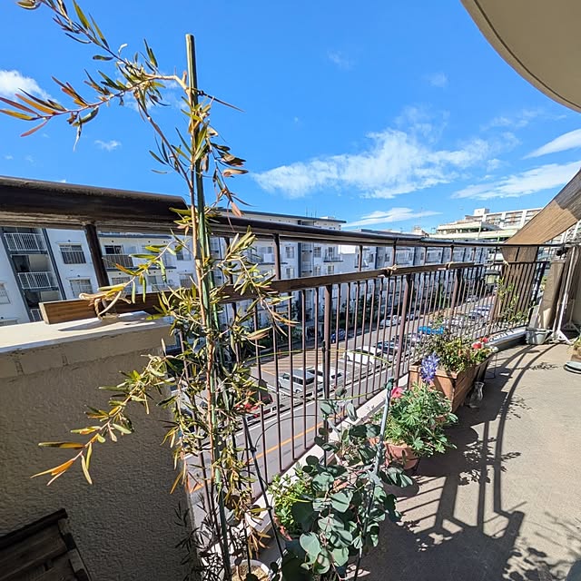 mi-saさんの部屋