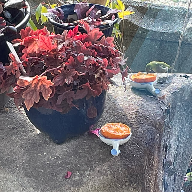 buchiさんの実例写真