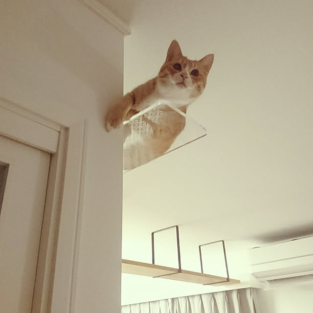 poteさんの実例写真