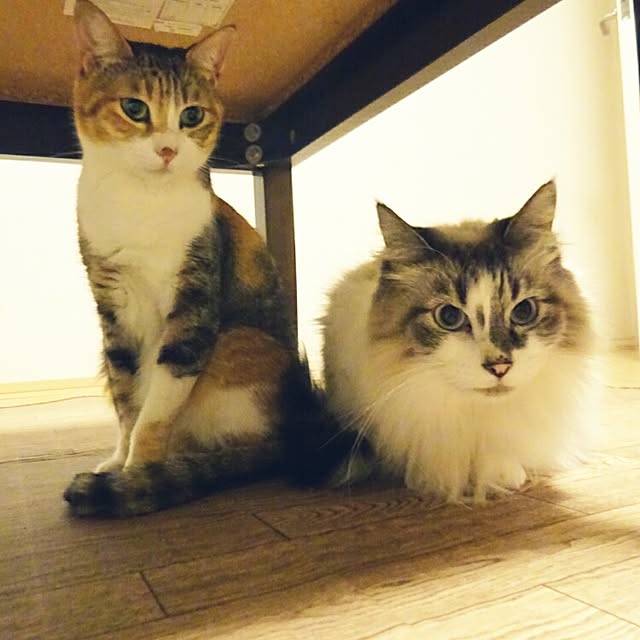 123sgnbさんの実例写真