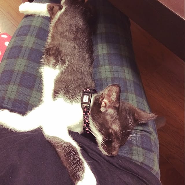 実例写真