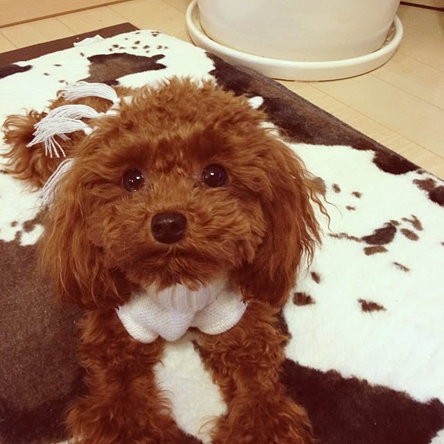cocoさんの実例写真