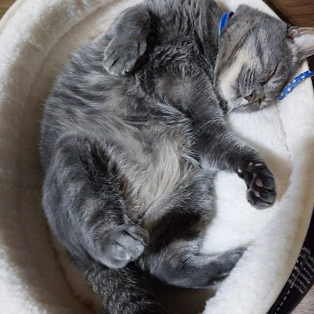 tomokoさんの実例写真