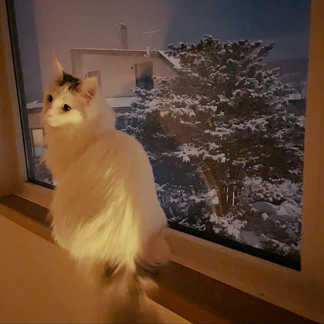 miwaさんの実例写真