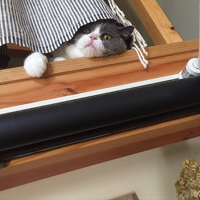 mohayaeteさんの実例写真