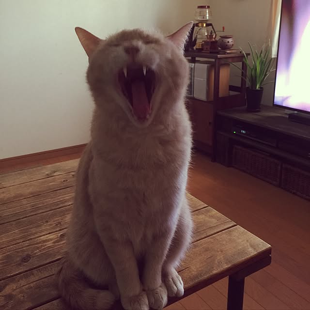 mikan161さんの実例写真