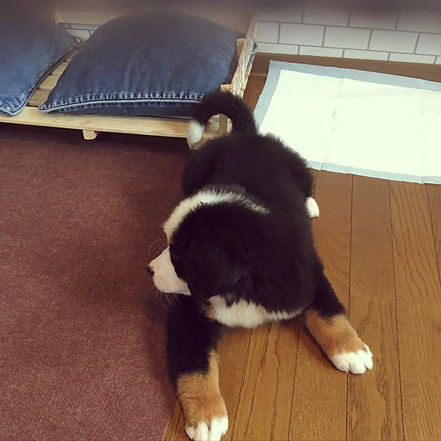 tyutyuさんの実例写真