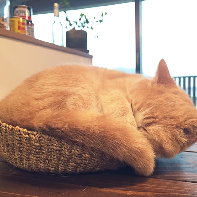maruさんの実例写真