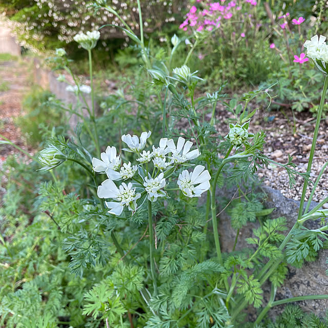 natsumiさんの部屋