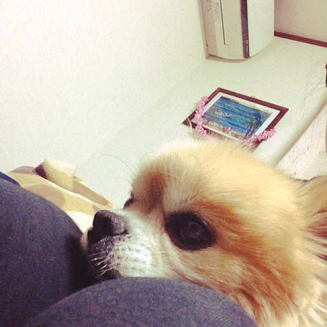 naomiさんの実例写真