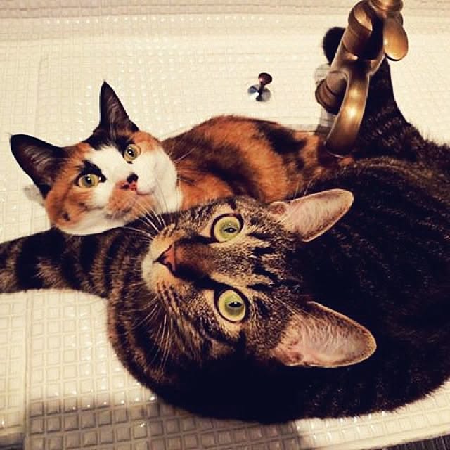 harpさんの実例写真