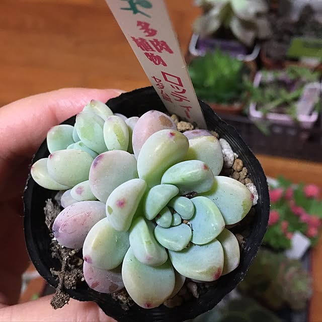 CHIROさんの実例写真