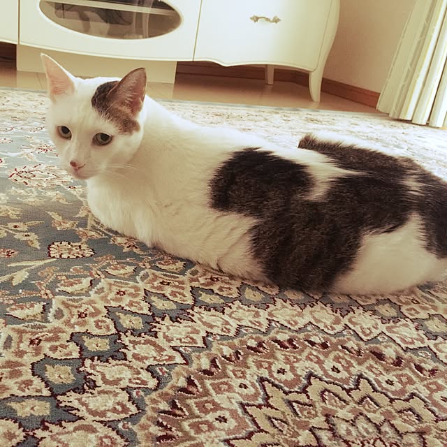 coedodecoさんの実例写真