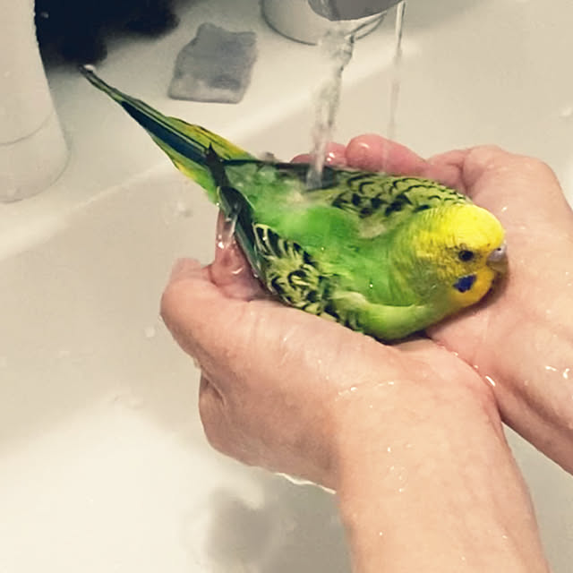 ohanaさんの実例写真