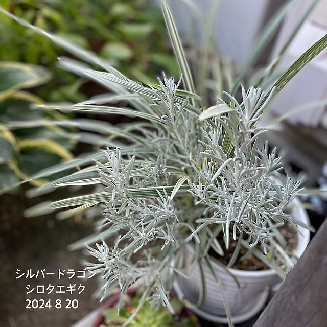 buchiさんの部屋