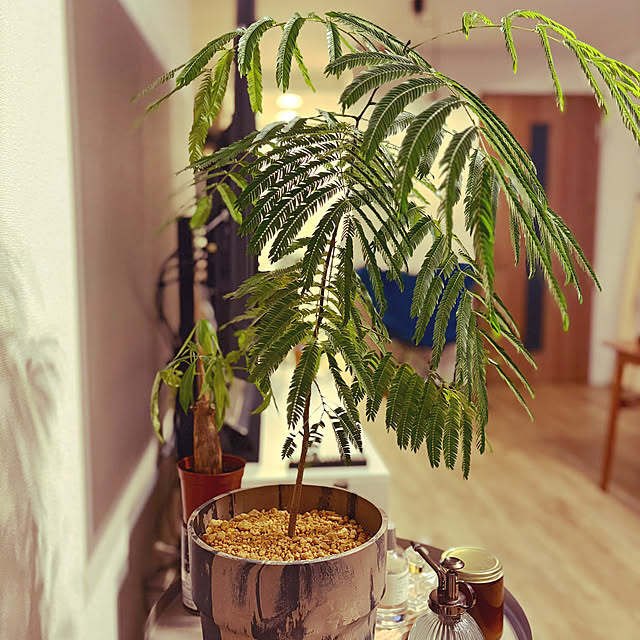 fav_thingさんの実例写真