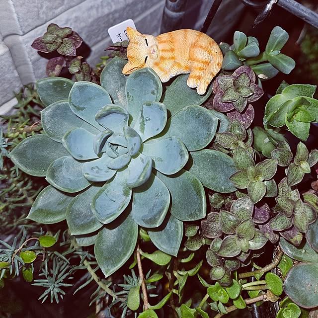 mocomocoさんの部屋