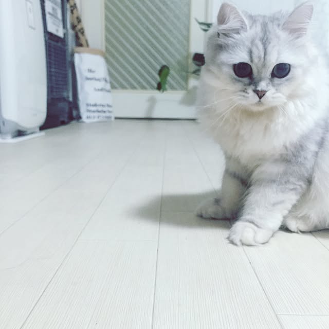 cocoさんの実例写真